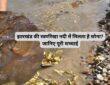 झारखंड की स्वर्णरेखा नदी में मिलता है सोना? जानिए पूरी सच्चाई
